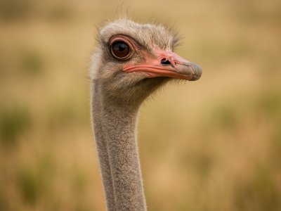 صورة مقربة لرأس ورقبة نعامة طويلة.