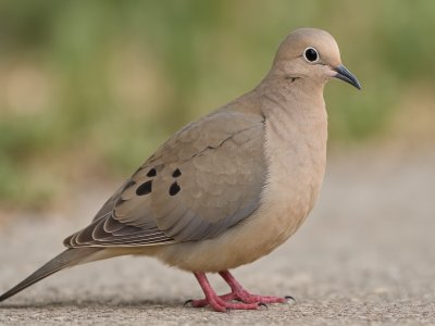 صورة حمامة تقف على الأرض.